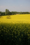 YellowFlowers IMG 9259
