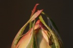 IMG 9695